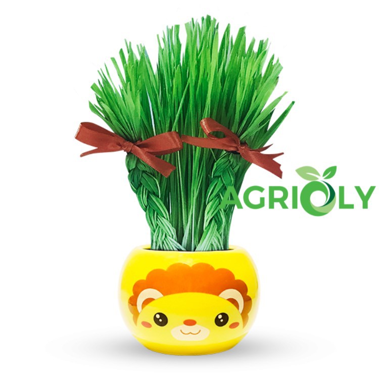 Bộ Cỏ Lúa Mì Tự Trồng Grass Kit Hình Sư Tử