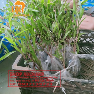 tràm úc  cây giống ( trồng dưới nước ) combo 50 cây