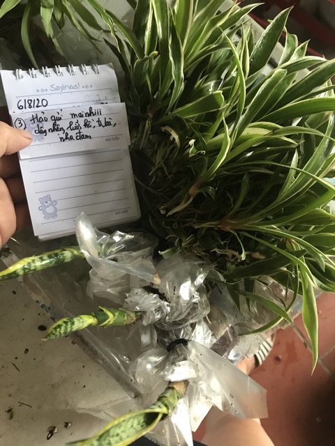 Combo 50 cây cỏ lan chi