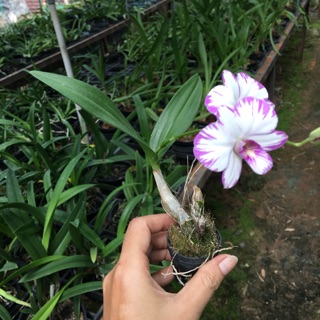 Hoa Lan Dendro Enobi - hoa chớp - cây đủ tuổi hoa