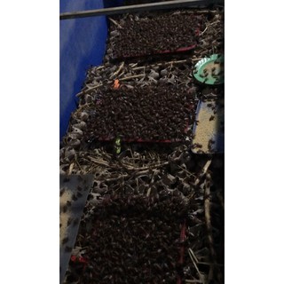 Trứng Dế mèn thái (Cam kết đồng hành cùng người nuôi)
