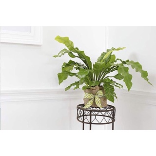 Chậu Ráng Ổ Phụng - Xỉ rồng nhiều sz