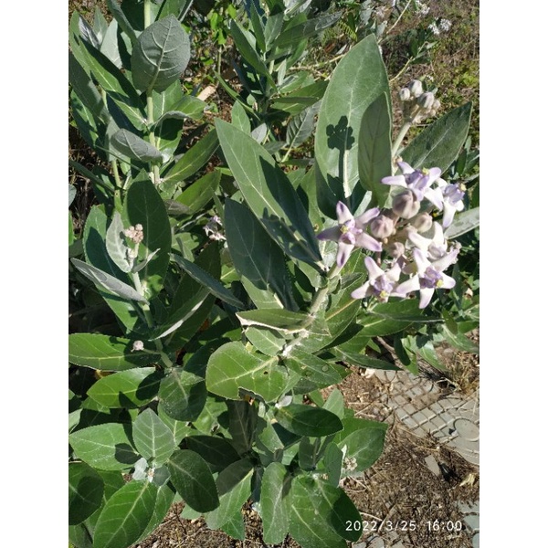 Cây bồng bồng lá hen 1 kg tươi