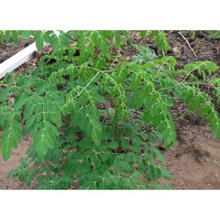 HẠT GIỐNG CÂY CHÙM NGÂY 5 HẠT