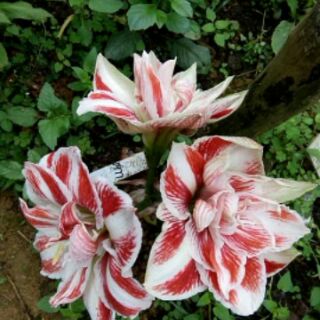 loa kèn đỏ kép