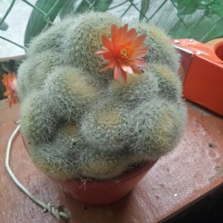 Xương rồng thiên nga