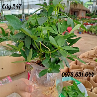 Cây Ngũ gia bì thủy sinh
