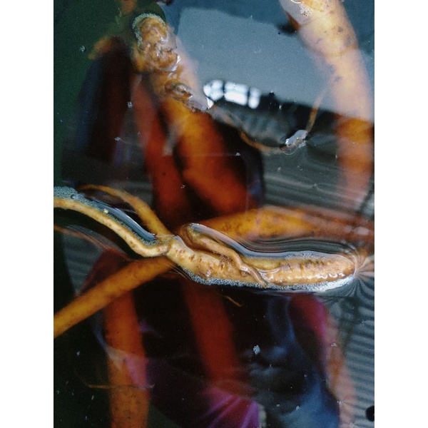 SỈ SÂM TĂNG LỰC - Blackwater - Sâm Cá Lóc Kiểng.