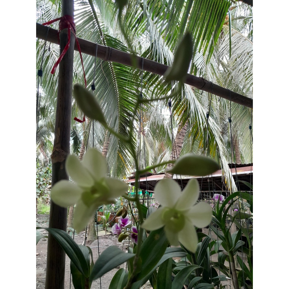 Hoa Lan Dendro Màu Trắng 5 Cánh hoa thơm, chậu cây trưởng thành, sắp ra hoa, chậu nhiều thân, cây to khỏe