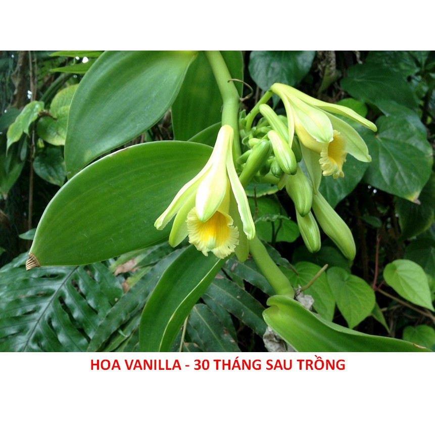 Cây Giống Vanilla - Lan Vani (Lô: 1 Cây)