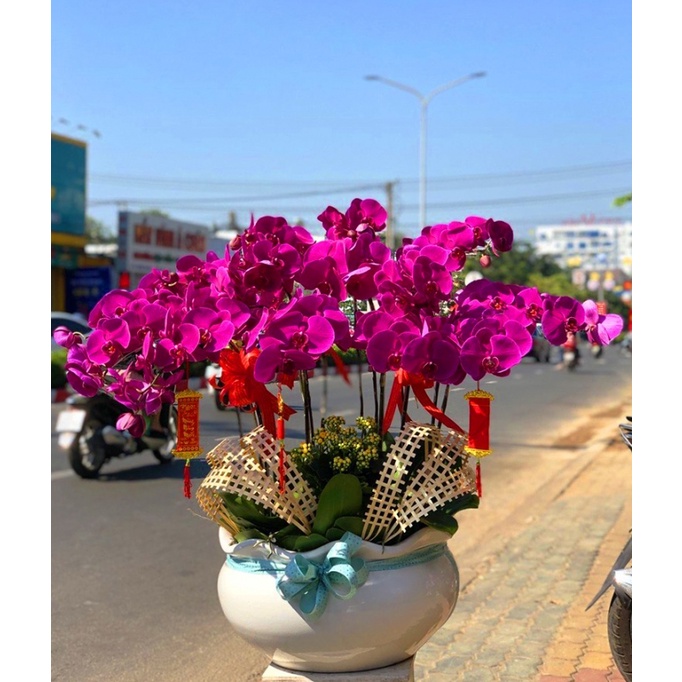 HẠT GIỐNG LAN HỒ ĐIỆP NHIỀU MÀU