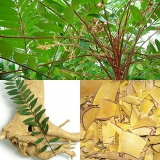 Lá mật nhân 1kg