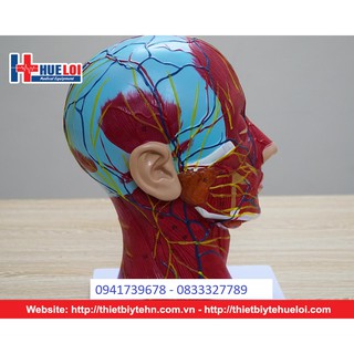 Mô hình giải phẫu cơ và thần kinh mạch máu vùng đầu