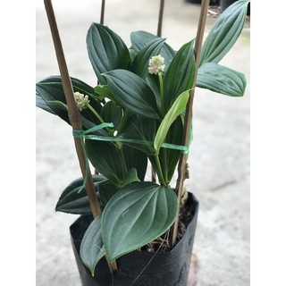 Caykiengsadec Hòn ngọc viễn đông