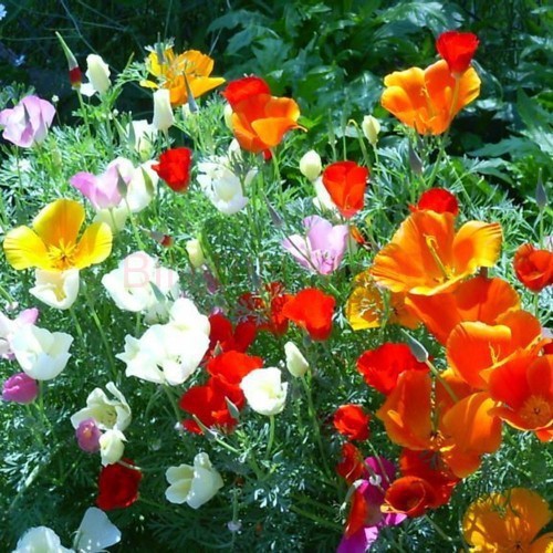 50 Hạt giống hoa Kim Anh kép, hoa Poppy mix