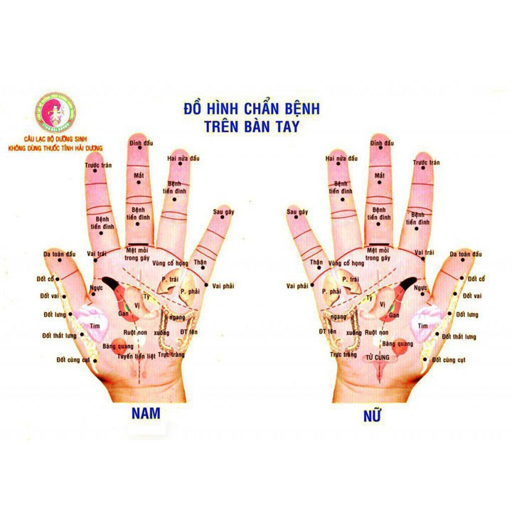 Thanh lăn cầu sừng lăn đinh Diện chẩn