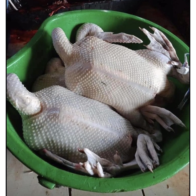 Vịt cỏ, vịt xiêm đồng còn sống