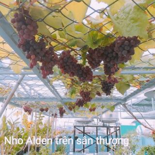Cây Giống Nho Đen Alden (Cây Nho Pháp)