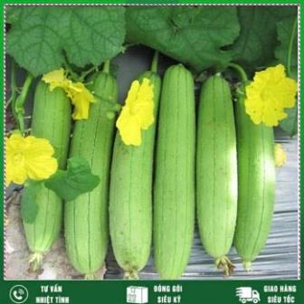 Hạt giông Mướp Hương 2g, Loại rất thơm Nhất Việt