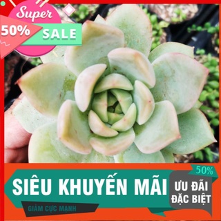 Sen đá đế vương xanh