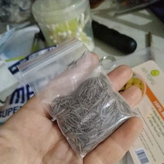 Hạt giống Hoa Cúc cánh bướm 50 hạt