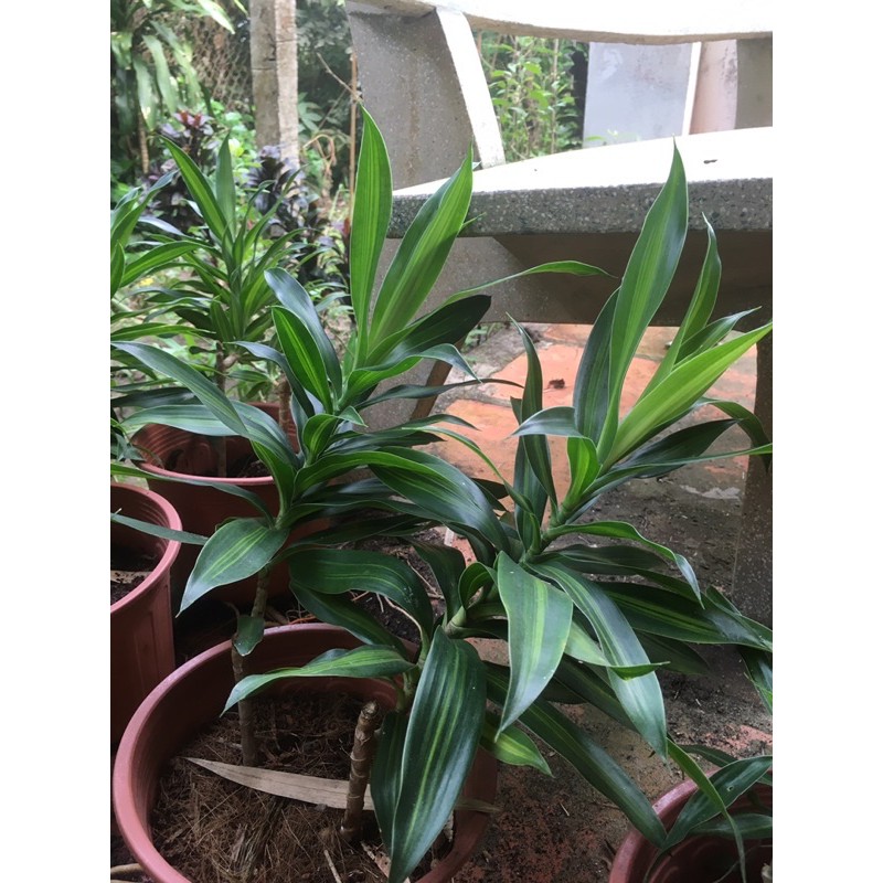 Trúc bách hợp cắt cành , cành 40cm , cây giống bầu đất không chậu