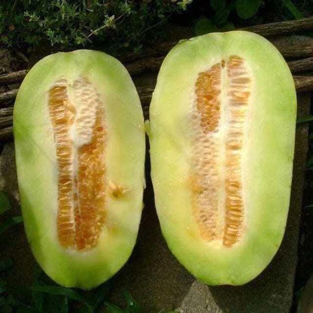 120 Hạt Giống Dưa Thái Thơm