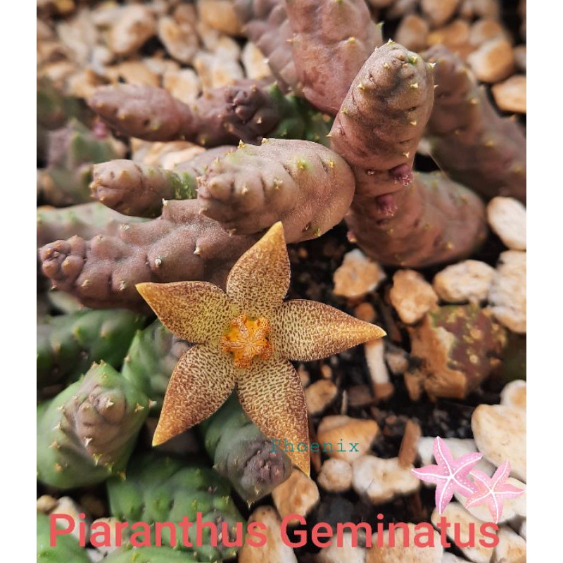 Sao biển Piaranthus Geminatus var. Foetidus