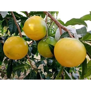 Cây giống vú sữa hoàng kim