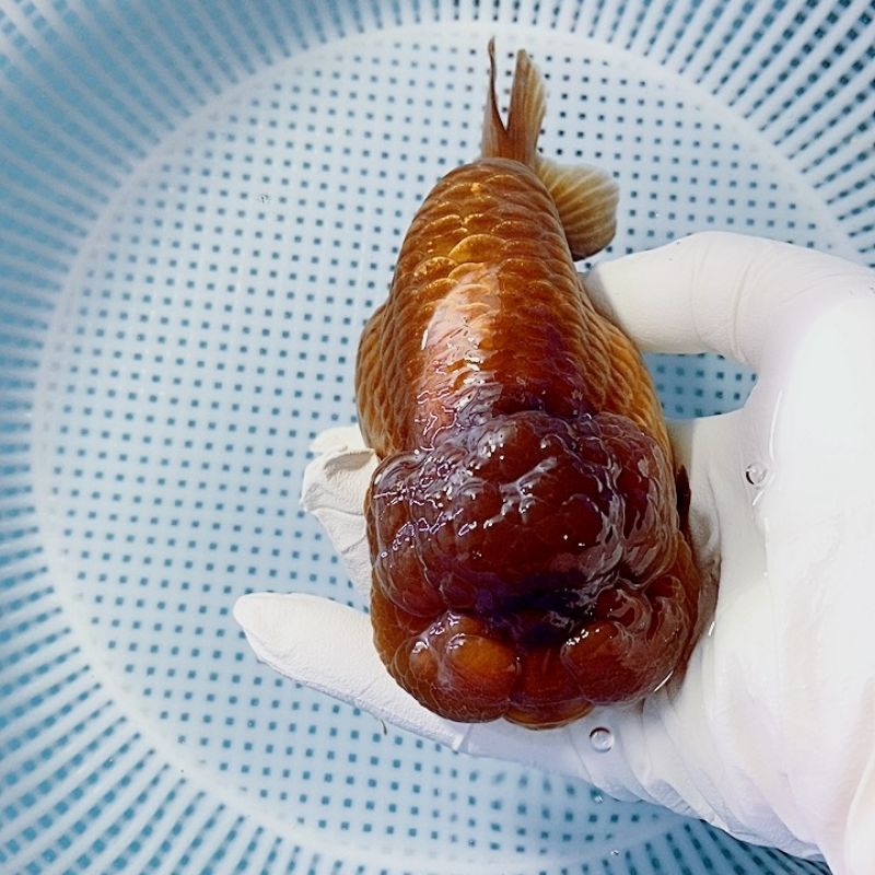 Cám tảo CSranchu protein 56%,bột tảo xoắn Spirulina 7%, hạt 2mm 500gram