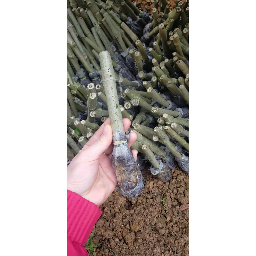 10 Hom Cây Chè Khổng Lồ - Cây chè Đại