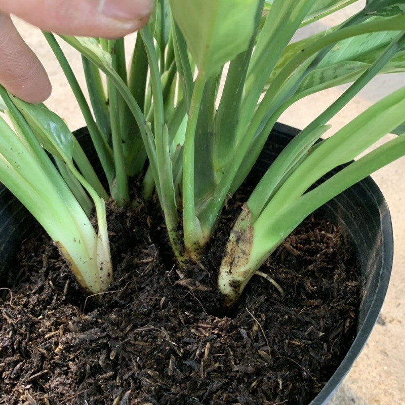 Cây ngân hậu trồng nội thất cao 35cm, bụi cây xum xuê tươi tốt mang vẻ đẹp lạ mắt, thích hợp trồng nội thất và để bàn