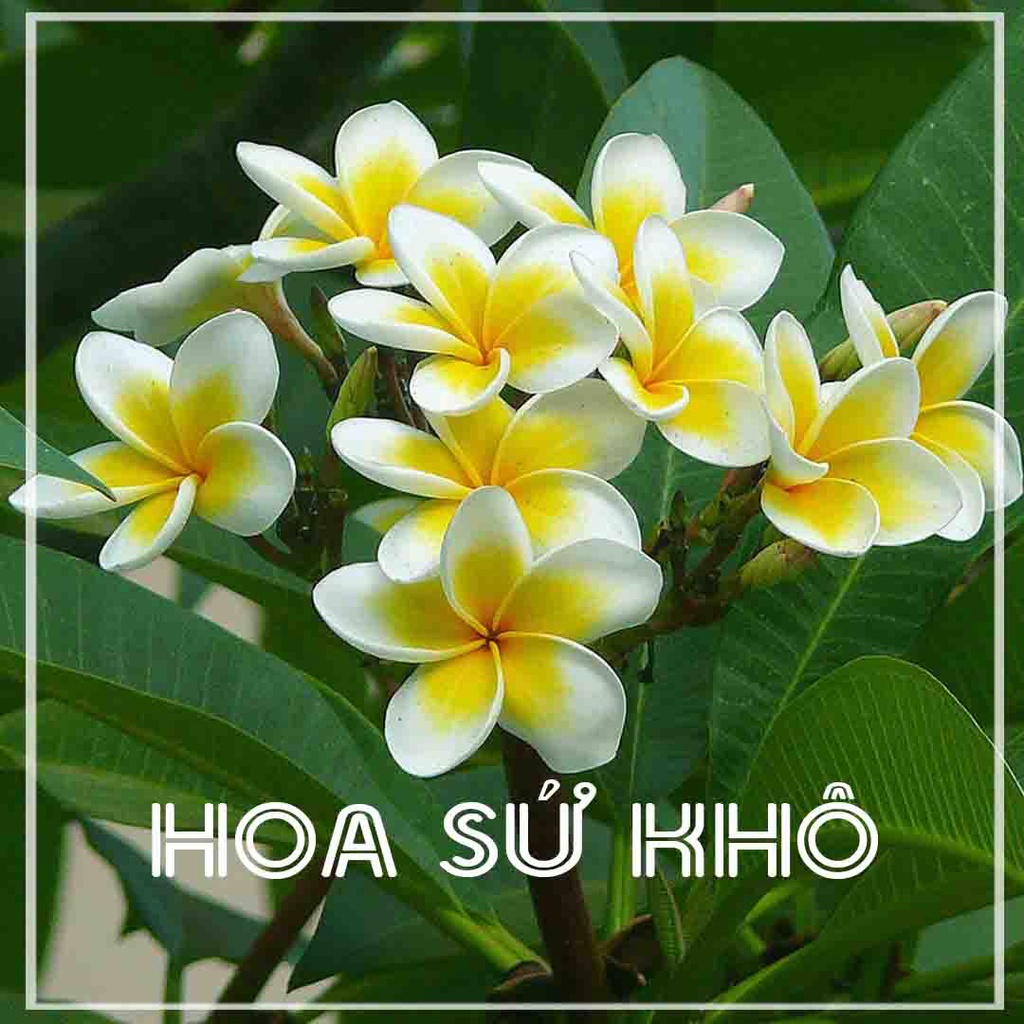 Thảo dược TRÀ HOA SỨ TRẮNG khô đóng gói 1kg - Hàng Công ty loại 1