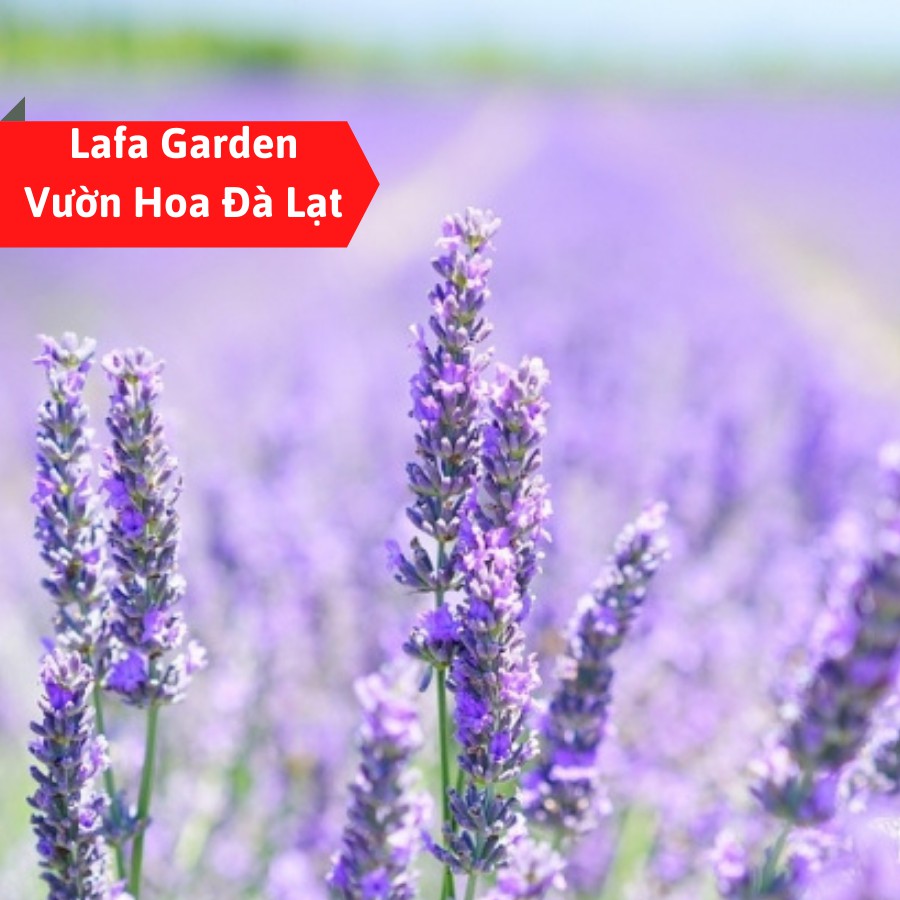 Hạt giống hoa lavender, gói 20 hạt hoa lavender màu tím chịu hạn tốt