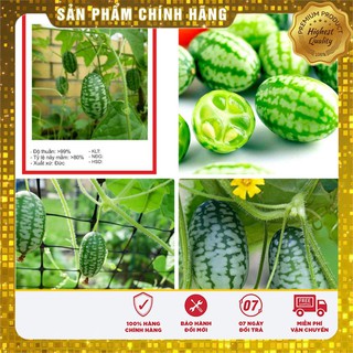 Hạt giống Dưa Hấu Mini 10 Hạt