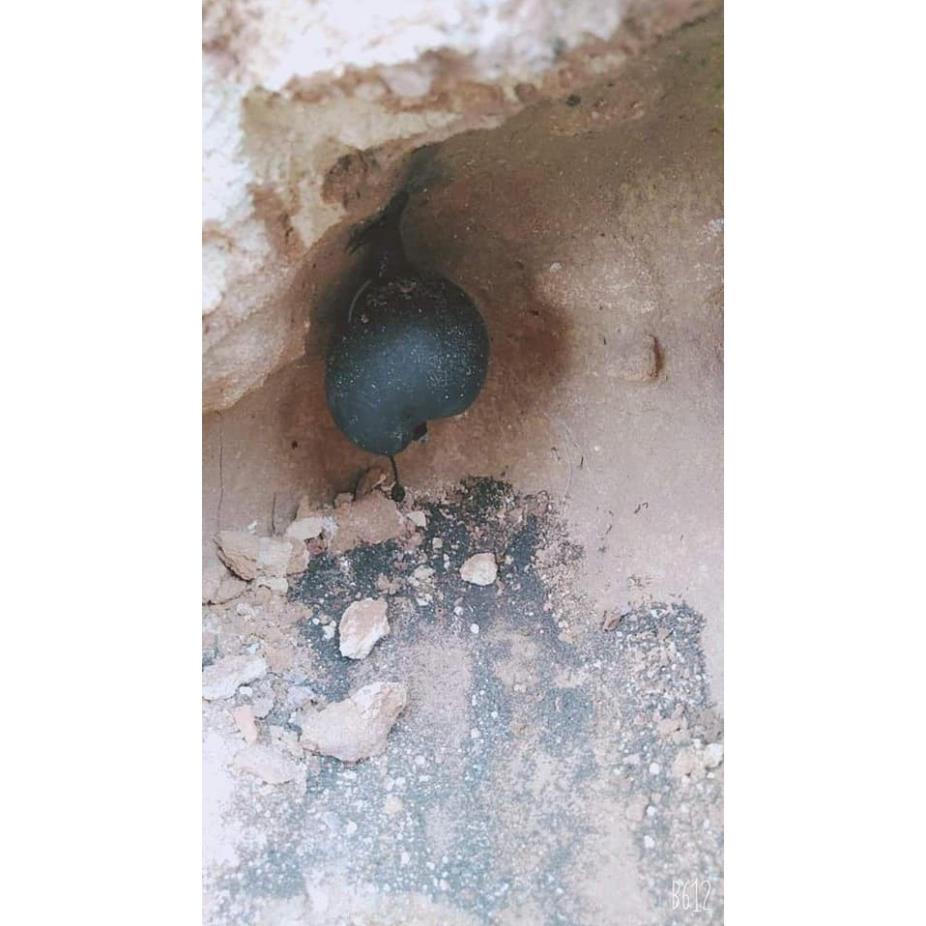 [GIÁ SỈ] 100gr sâm ô linh tươi - Cao cấp | BigBuy360 - bigbuy360.vn