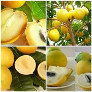 CÂY GIỐNG VÚ SỮA VÀNG HOÀNG KIM NHẬP KHẨU