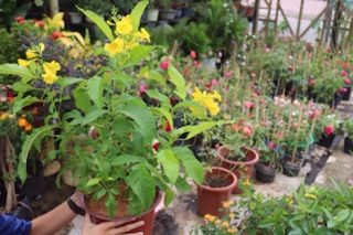 Cây hoa Hoàng Yến