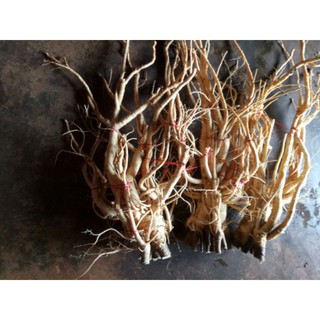 Củ Đinh Lăng Nếp 1kg5 - 1kg7