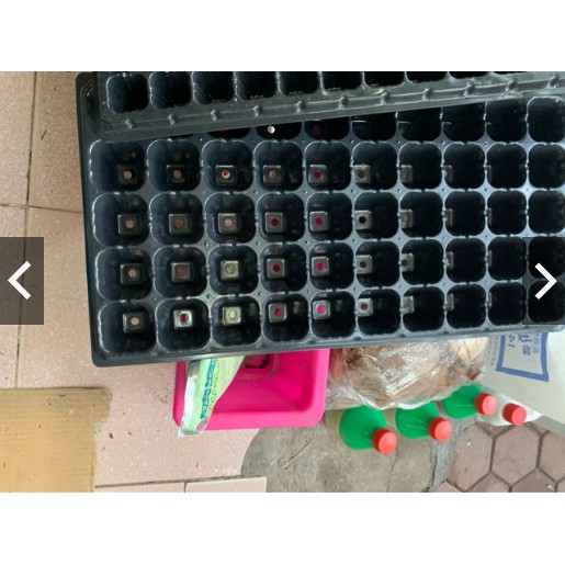 Khay ươm hạt giống các loại