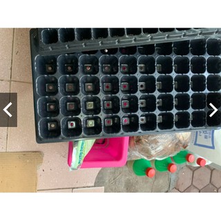 Khay ươm hạt giống các loại