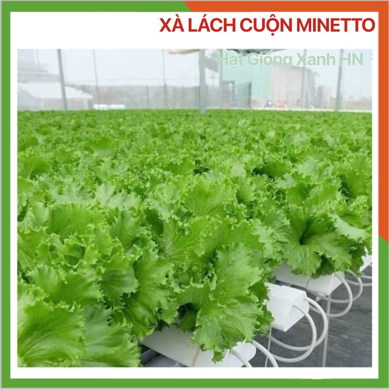 Hạt giống xà lách Minetto cuộn, giòn ngọt, phát triển tốt, dễ trồng, đóng gói 5gr