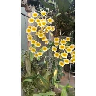 1 cụm Cây giống lan rừng Vảy rồng
