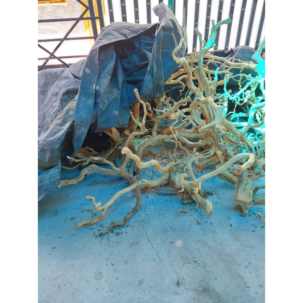 LŨA NHÁNH ĐỖ QUYÊN TRANG TRÍ HỒ CÁ THUỶ SINH