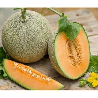 Hạt giống Dưa lưới F1 (MV)