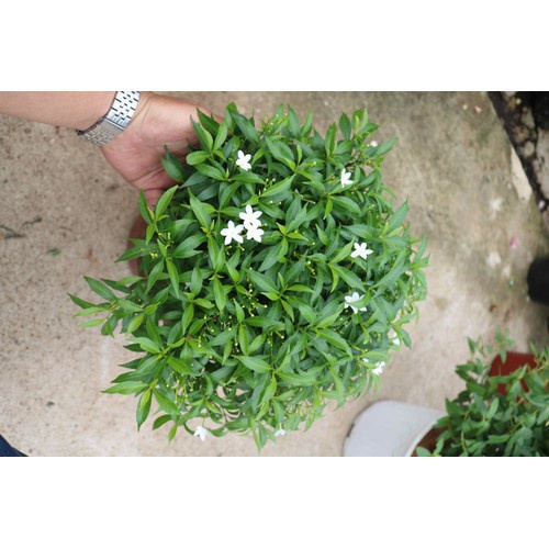 Mai Vạn Phúc - caykiengsadec - Cây cảnh sân vườn