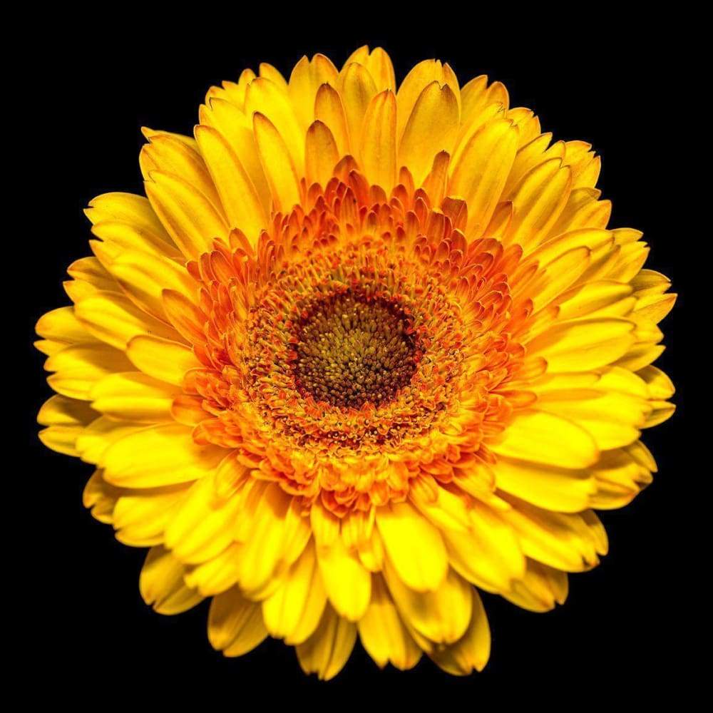 Hạt giống HOA CÚC VÀNG Calendula Pacific Beauty Mix (Calendula officinalis) Hoa không biến đổi gen
