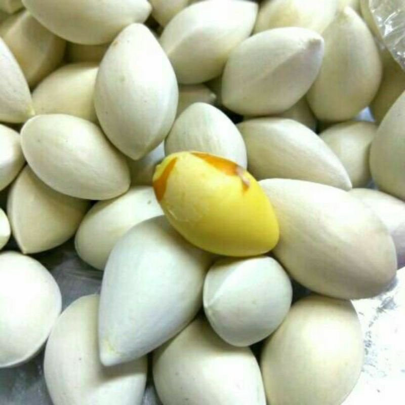 Hạt Bạch Quả Tươi nguyên vỏ, hạt nặng, đẹp  Loại ngon