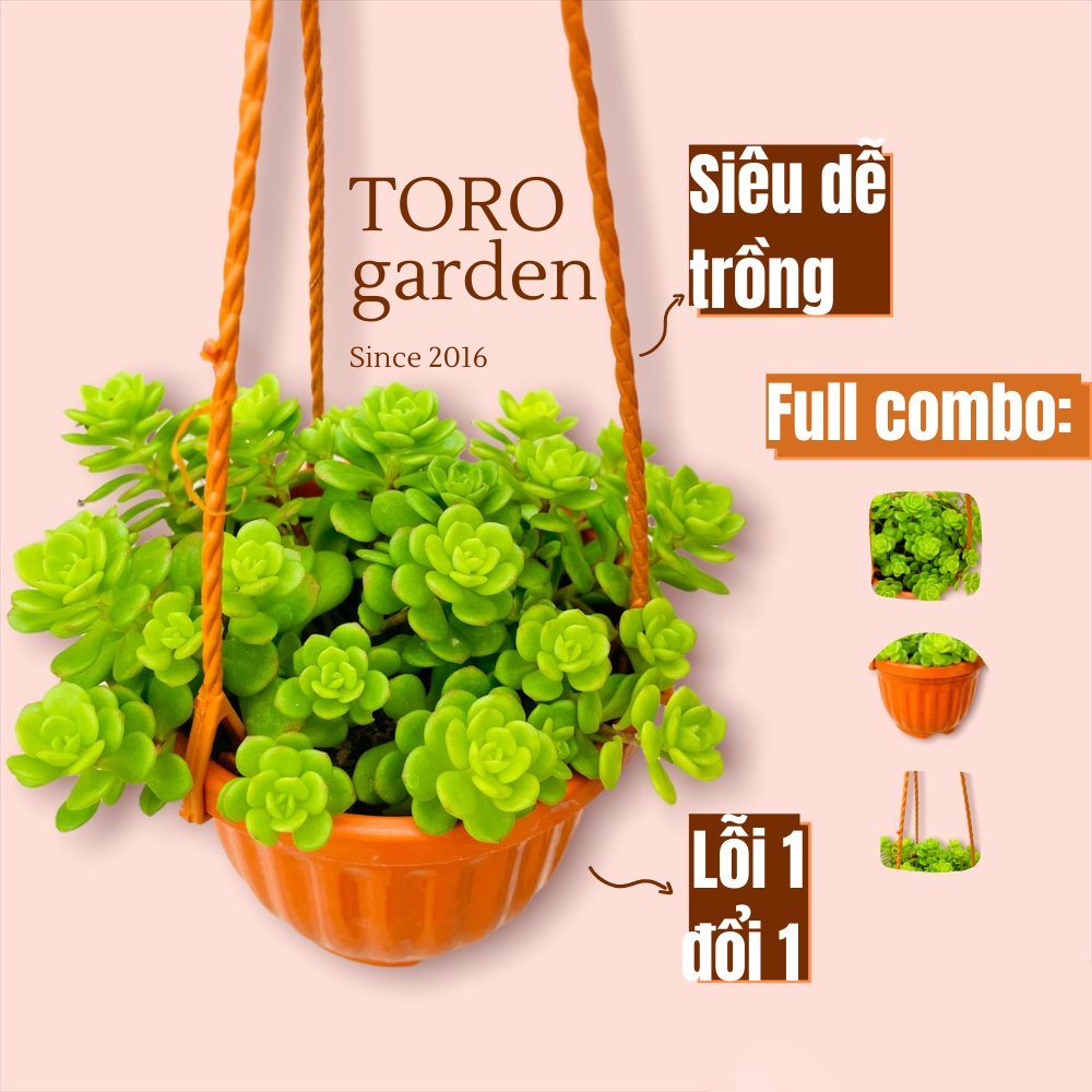 SEN ĐÁ SEDUM HOA HỒNG XANH ĐÀ LẠT CHẬU TREO SIZE 9CM, SIÊU CUTE, HƯ 1 ĐỔI 1
