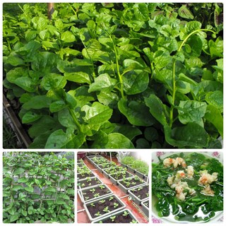 RAU MỒNG TƠI LÁ TO